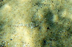 Nesogobius