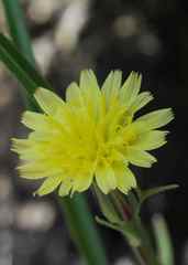 Sonchus integrifolius