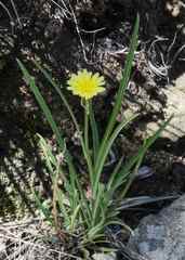 Sonchus integrifolius