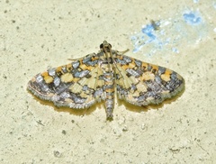 Eurrhyparodes tricoloralis