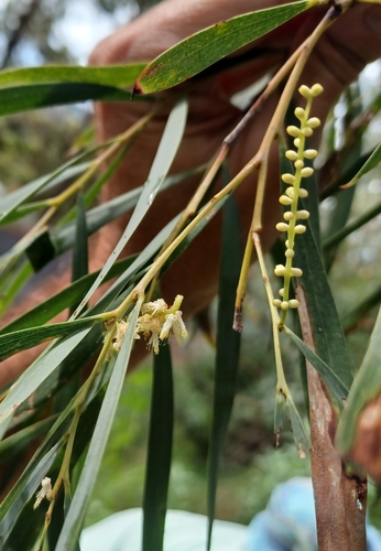 Image of Acacia courtii by (c) Peter Crowcroft, some rights reserved (CC BY)