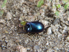 Chrysolina analis