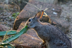 Sylvilagus floridanus