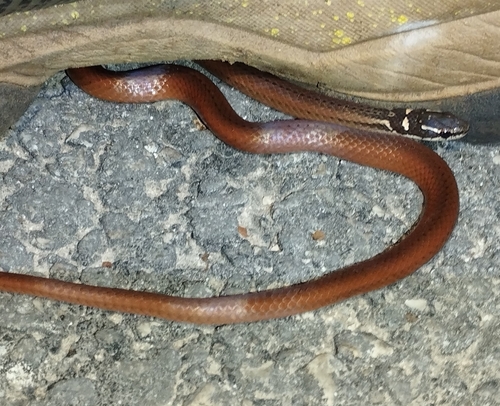 Peninsula Stripeless Snake