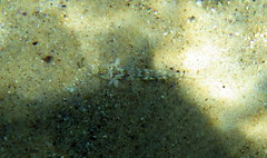 Nesogobius