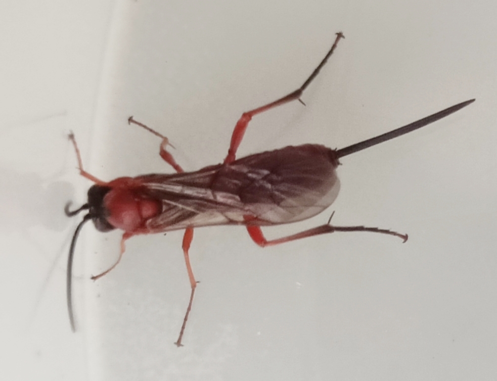 Odinophora