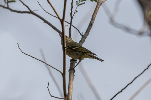 Mosquitero bilistado (Phylloscopus inornatus)