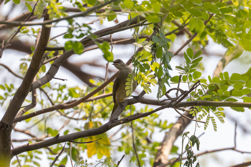 Streak-eared Bulbul (Pycnonotus conradi), photo 6