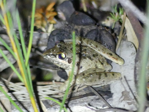 Litoria freycineti
