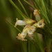 Dracophyllum ophioliticum - Photo (c) Andy MacDonald, algunos derechos reservados (CC BY-NC), subido por Andy MacDonald