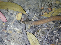 Pygopus lepidopodus
