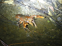 Euastacus