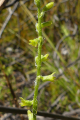 Holothrix brevipetala