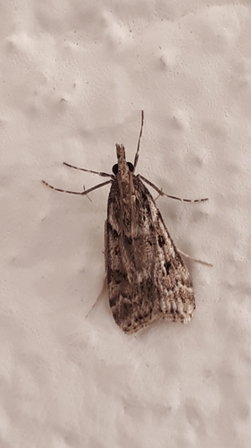 Narrow-winged Grey