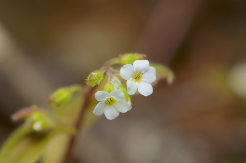 Myosotis forsteri Lehm.