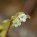 Myosotis forsteri - Photo (c) Andy MacDonald, some rights reserved (CC BY-NC), uploaded by Andy MacDonald