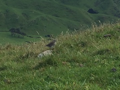 Anthus novaeseelandiae
