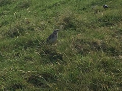 Anthus novaeseelandiae