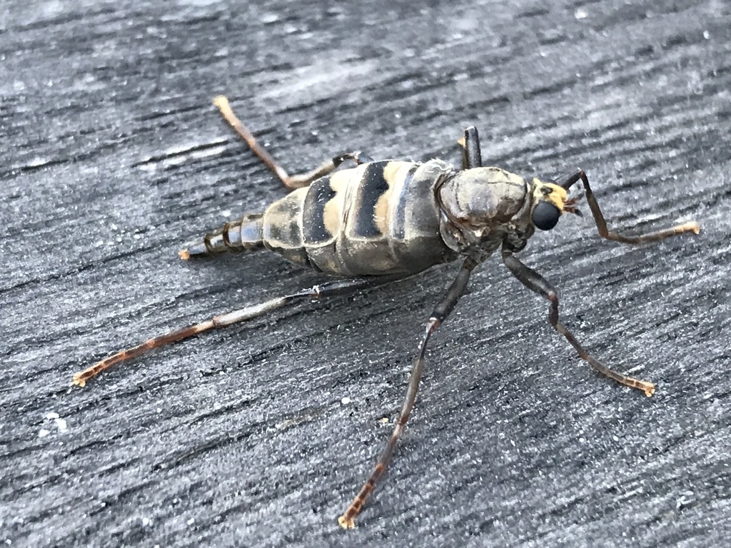 Australian Wingless Soldier Fly From Glamorgan Cr Mount Martha Vic