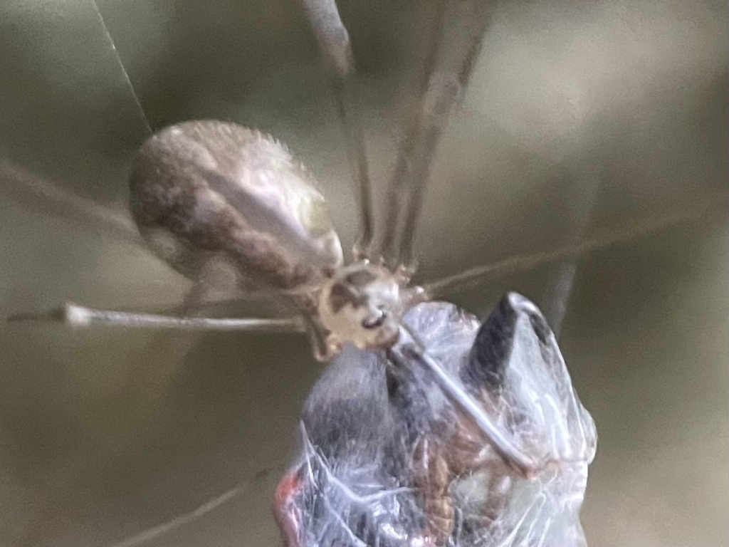 Pholcus kingi