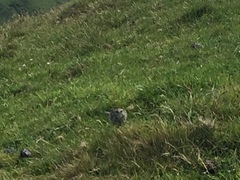 Anthus novaeseelandiae