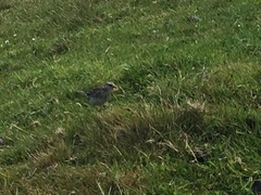 Anthus novaeseelandiae