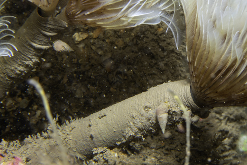 Megastomia conspicua