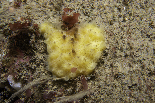 Hymeniacidon simplicima