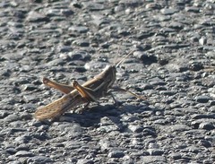 Austracris guttulosa