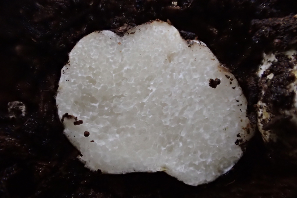 Alpova olivaceotinctus
