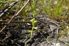 Holothrix brevipetala