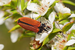 Castiarina erythroptera