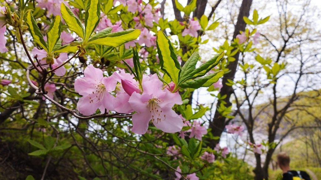 Rhododendron schlippenbachii, Приморский край, Россия, 692713