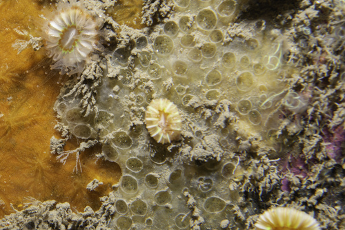 Hymedesmia pansa