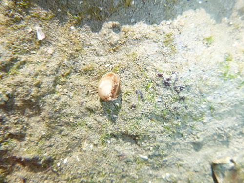 Linucula hartvigiana