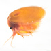 Cyzicus californicus - Photo (c) Ken-ichi Ueda,  זכויות יוצרים חלקיות (CC BY)