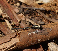 Austroargiolestes calcaris