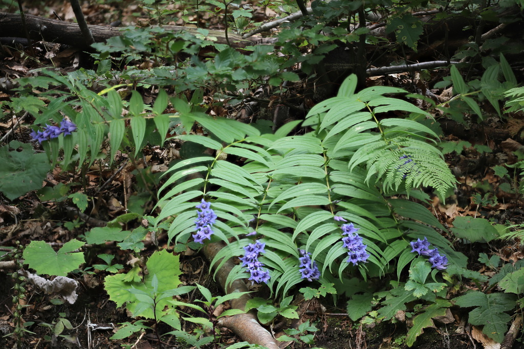 Willow Gentian