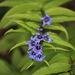 Willow Gentian - Photo (c) Vladimir Tkalčić, some rights reserved (CC BY-NC), uploaded by Vladimir Tkalčić