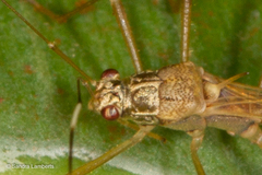 Colobathristidae