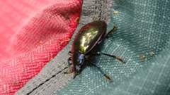 Coleoptera