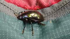 Coleoptera