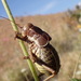 Pycnogaster finotii maroccana - Photo (c) Pierre-Henri Fabre, some rights reserved (CC BY-NC), uploaded by Pierre-Henri Fabre