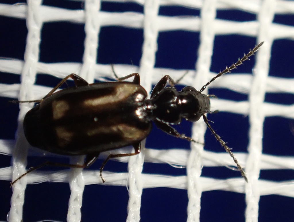 Syntomus fuscomaculatus