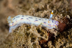 Hypselodoris bertschi