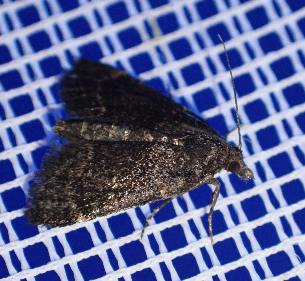 Stemmatophora syriacalis