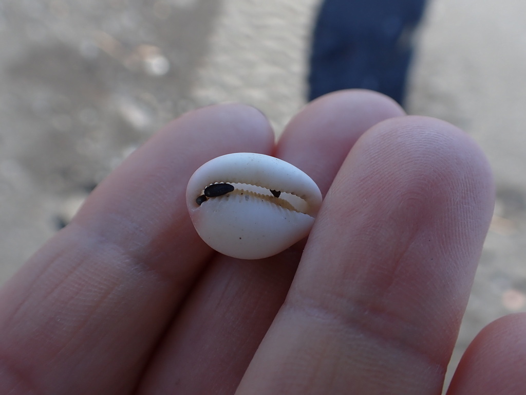 Common Southern Bean Cowry from Wellington, New Zealand on May 14, 2023 ...