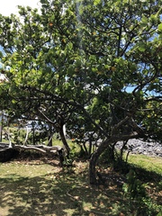 Coccoloba uvifera