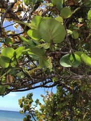 Coccoloba uvifera