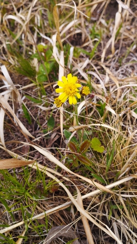 Image of Tephroseris kirilowii by (c) Tatyana Petrenko, some rights reserved (CC BY)
